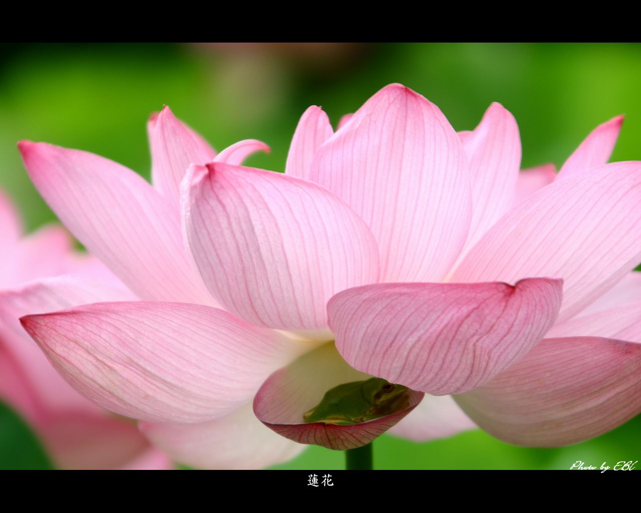 大隅町の休耕田に咲く蓮の花をモチーフしました 「高画質＋高解像度(1280×1024)」デスクトップ無料壁紙」