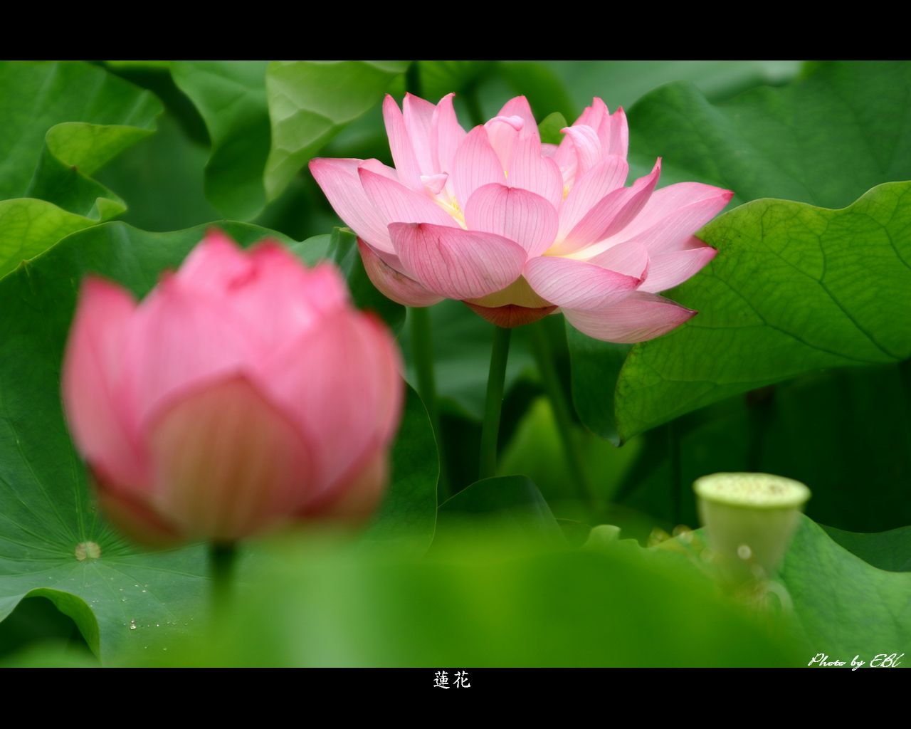 大隅町の休耕田に咲く蓮の花をモチーフしました 「高画質＋高解像度(1280×1024)」デスクトップ無料壁紙」