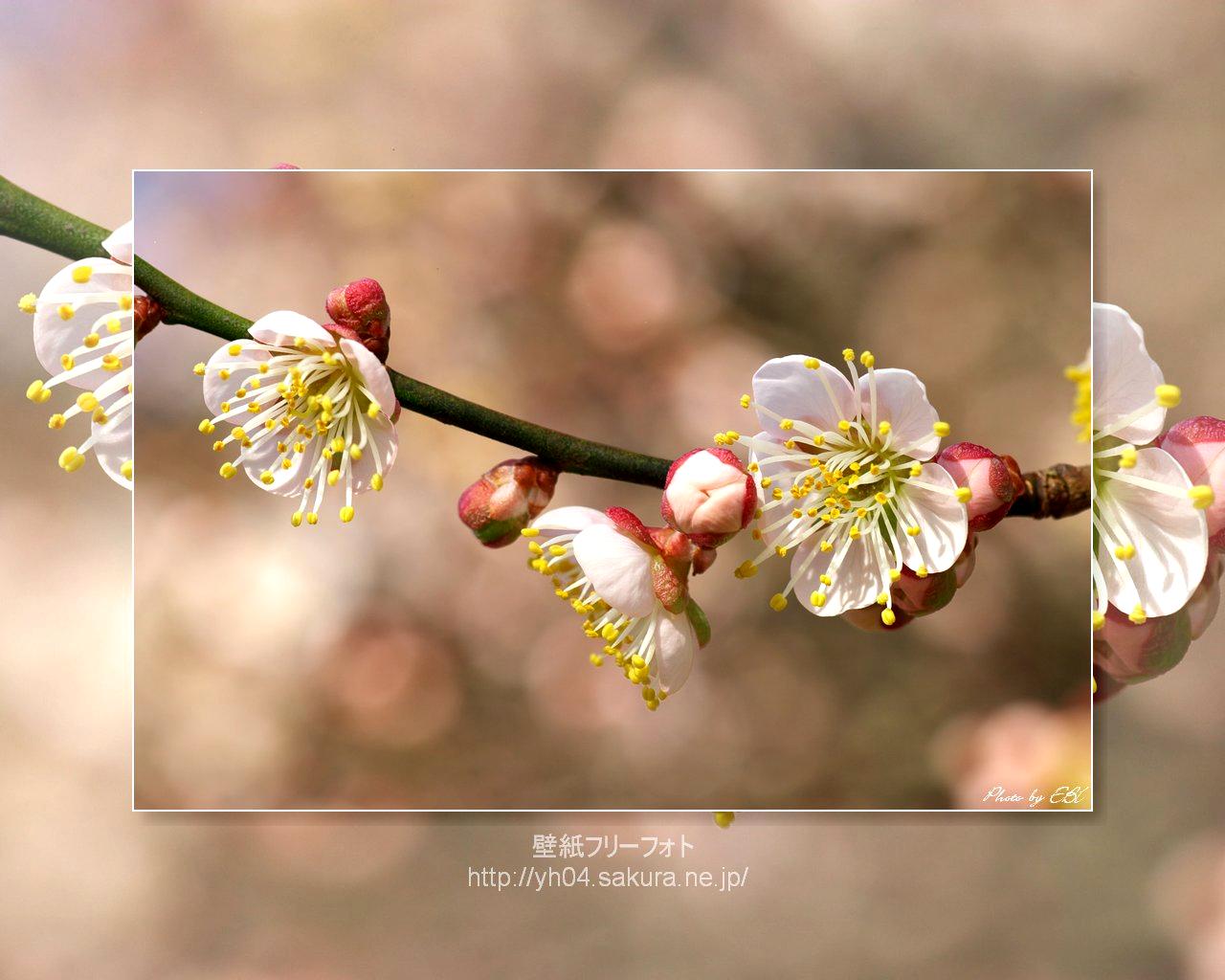 梅の花をモチーフしました 「高画質＋高解像度(1280×1024)」デスクトップ無料壁紙」