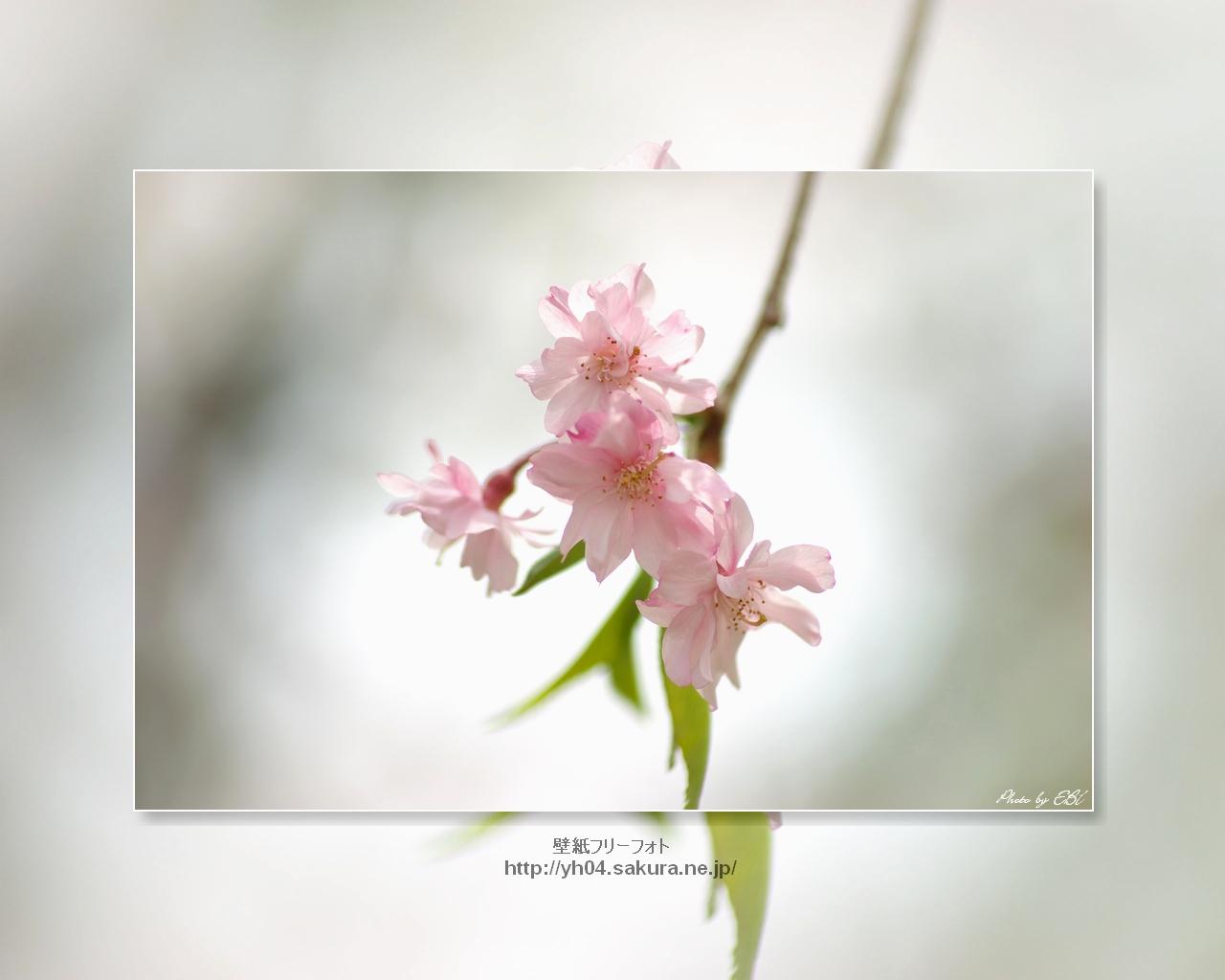 枝垂れ桜をモチーフしました 「高画質＋高解像度(1280×1024)」デスクトップ無料壁紙」