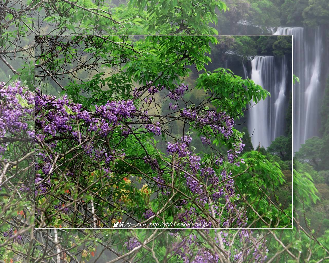 山藤と犬飼の滝をモチーフしました 「高画質＋高解像度(1280×1024)」デスクトップ無料壁紙」