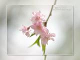 淡いピンク色の枝垂れ桜