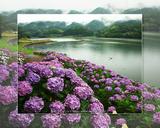 大隅湖の紫陽花