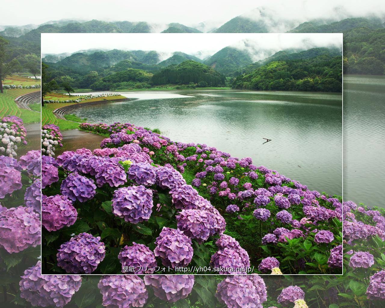 大隅湖の紫陽花