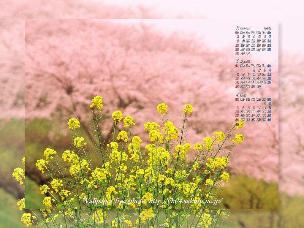 人吉の梅園に咲く桜と菜の花