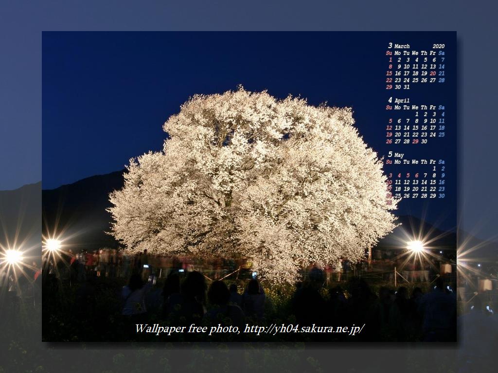 熊本南阿蘇の樹齢400年一心行の大桜