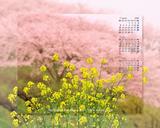 人吉、大畑で撮影した桜と菜の花