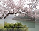 一房ダム湖の桜
