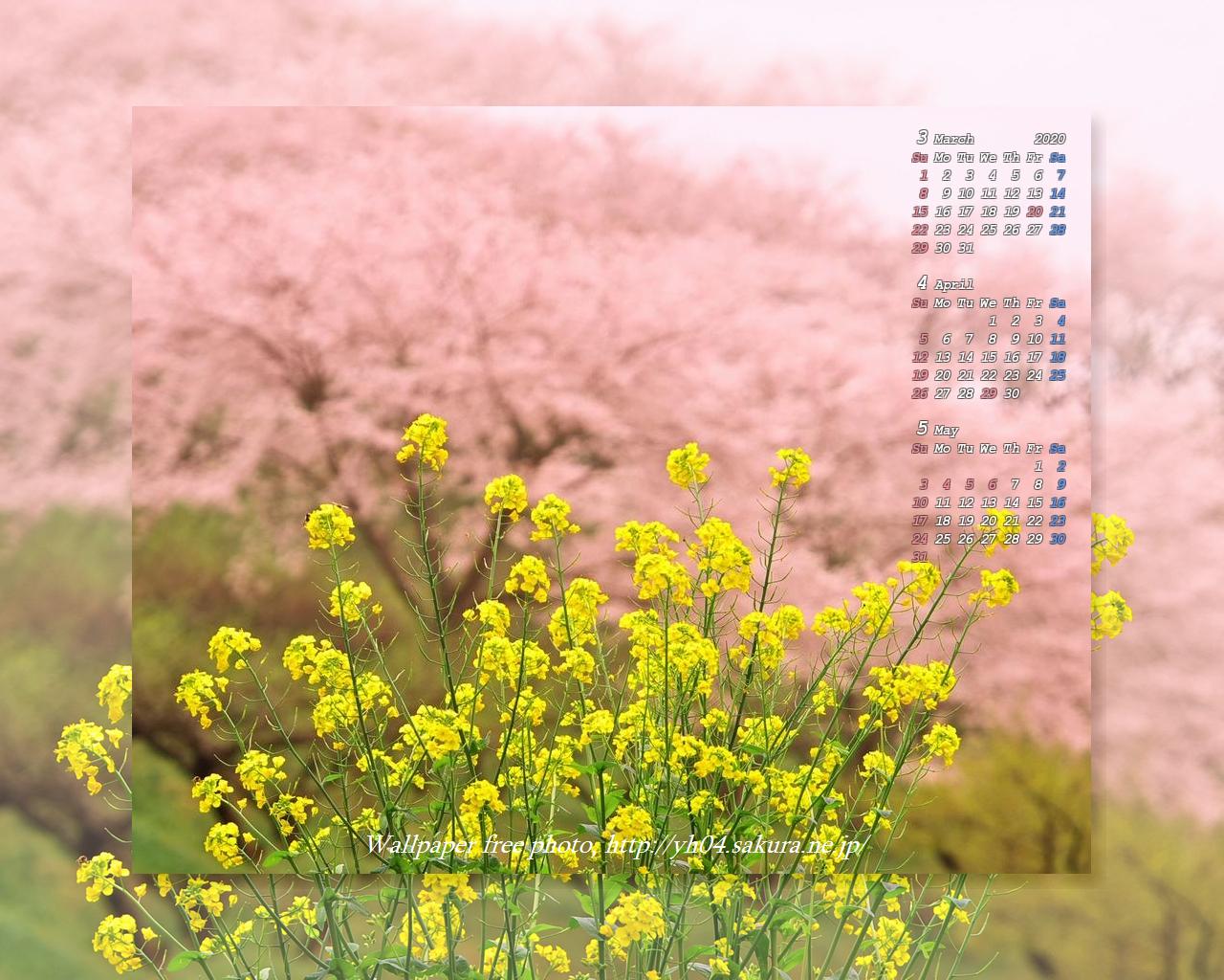 人吉の梅園に咲く桜と菜の花 年3月 4月 5月のカレンダー付き 高画質 1280 1024 デスクトップ無料壁紙 です