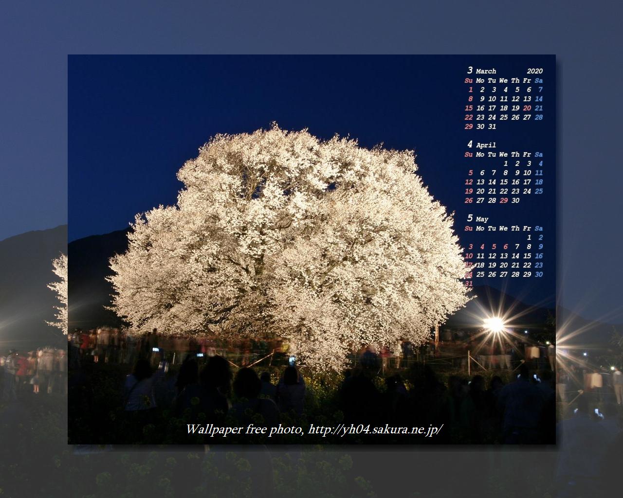 熊本南阿蘇の樹齢400年一心行の大桜 