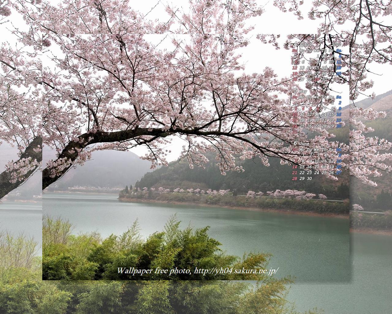 一房ダム湖の桜
