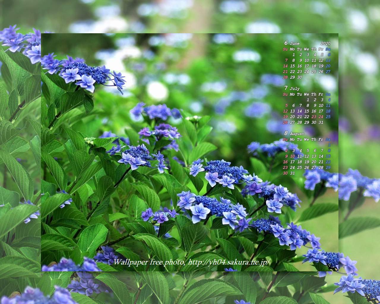 吉野公園の額紫陽花