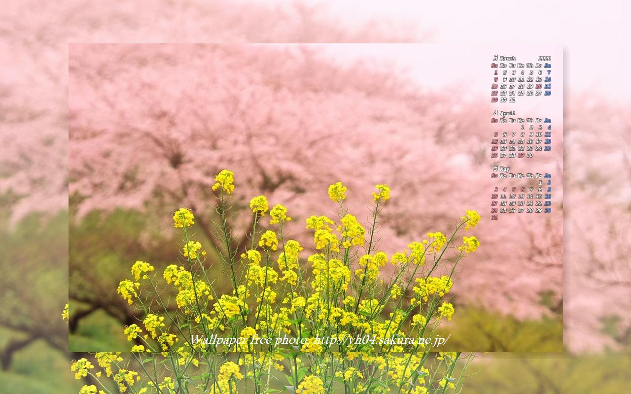 人吉の梅園に咲く桜と菜の花