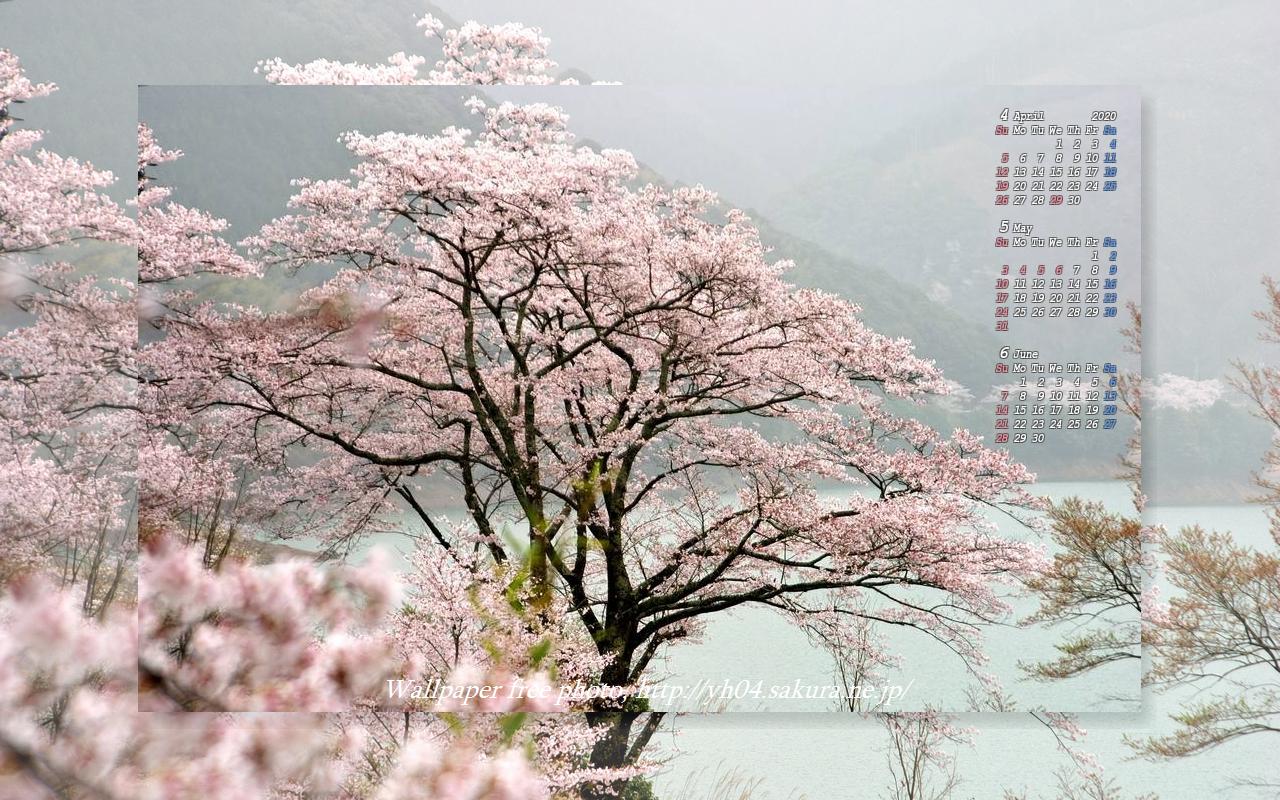 一房ダムの桜
