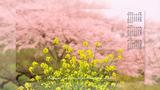 大畑の梅園に咲く桜と菜の花