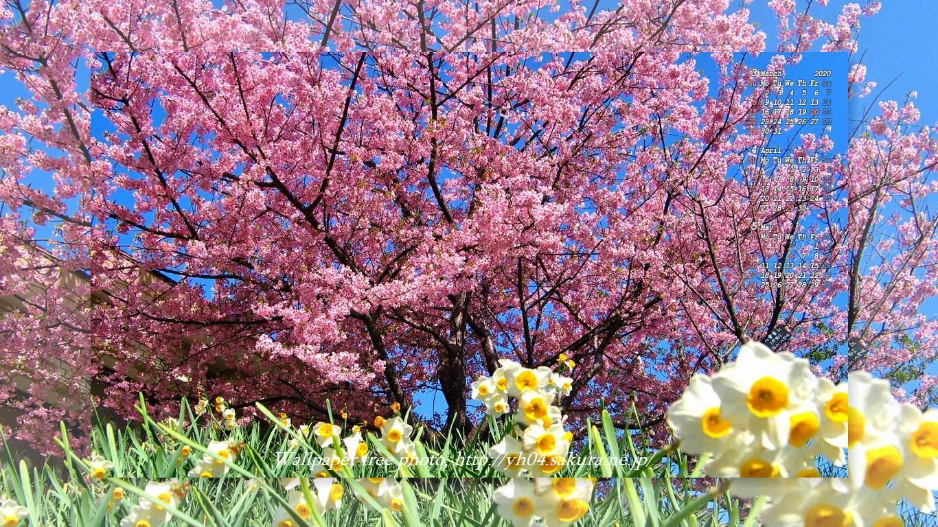 吉野公園の河津桜