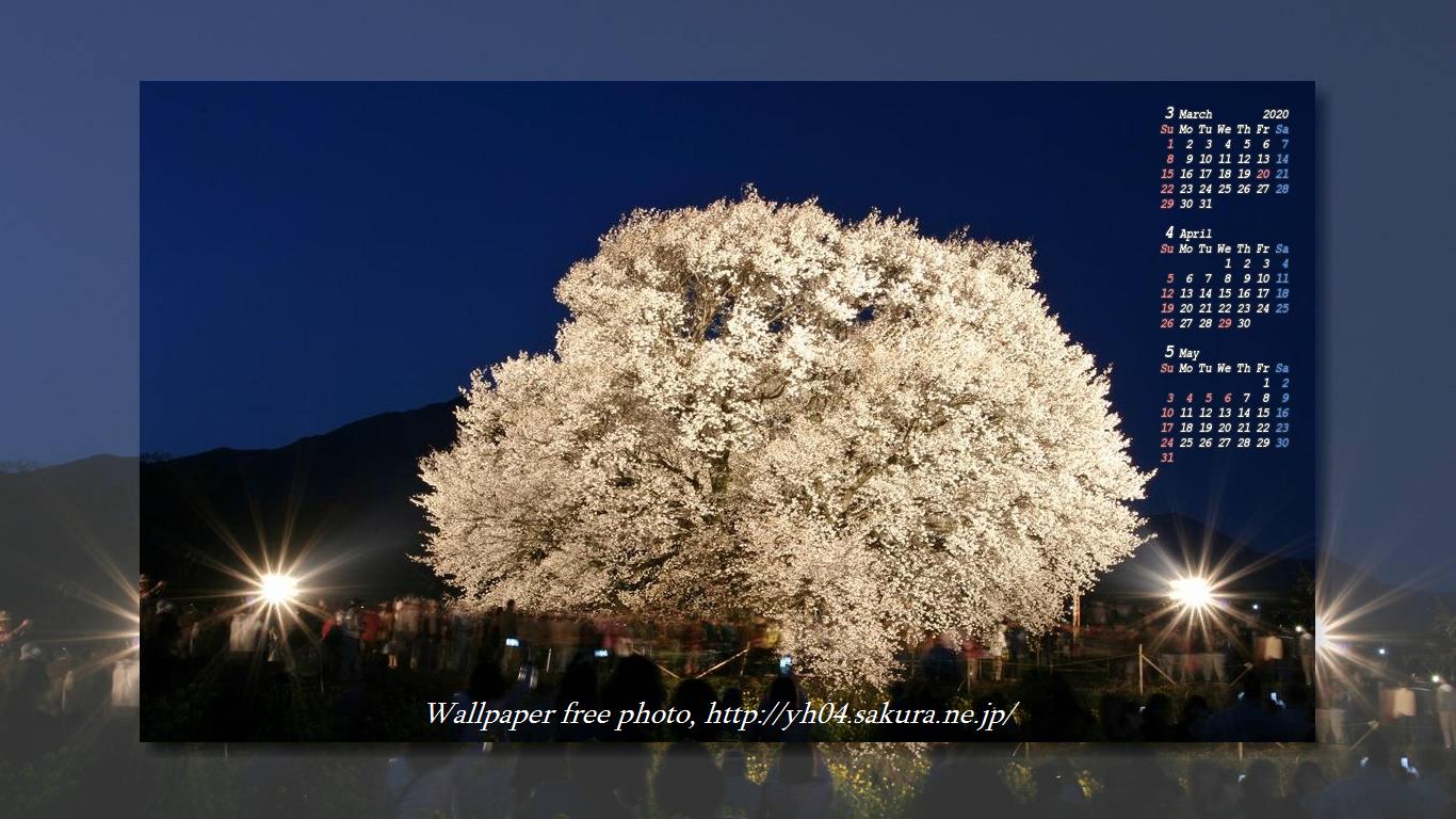 熊本南阿蘇の樹齢400年一心行の大桜