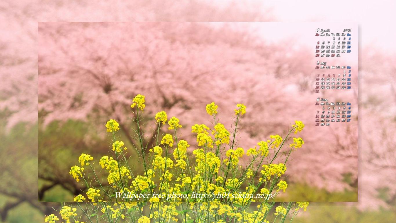 人吉、大畑で撮影した桜と菜の花