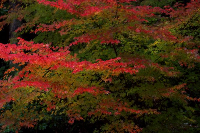 霧島神宮の紅葉