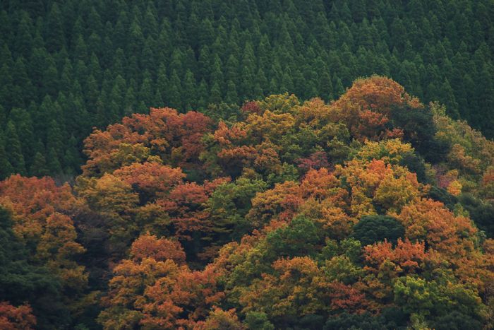 秋の霧島路で見つけた杉林の中の紅葉