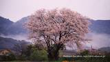 満開の山桜をモチーフしました 「高画質＋高解像度(1366×768)」デスクトップ無料壁紙」