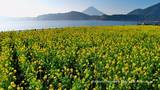 池田湖の菜の花と開聞岳とをモチーフしました 「高画質＋高解像度(1366×768)」デスクトップ無料壁紙」