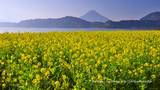 池田湖に咲く菜の花と開聞岳（薩摩富士）をモチーフしました 「高画質＋高解像度(1366×768)」デスクトップ無料壁紙」