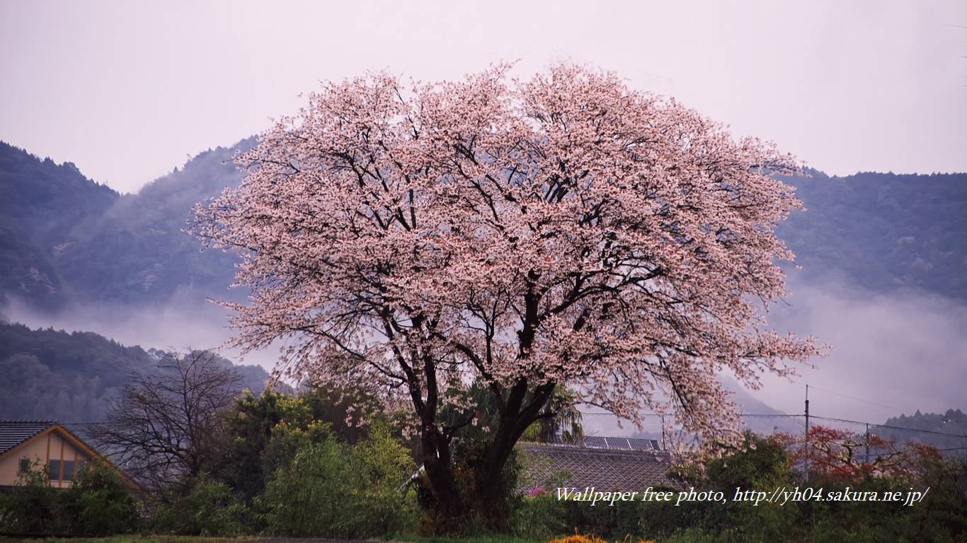 山桜満開をモチーフしました 「高画質＋高解像度(1366×768)」デスクトップ無料壁紙」