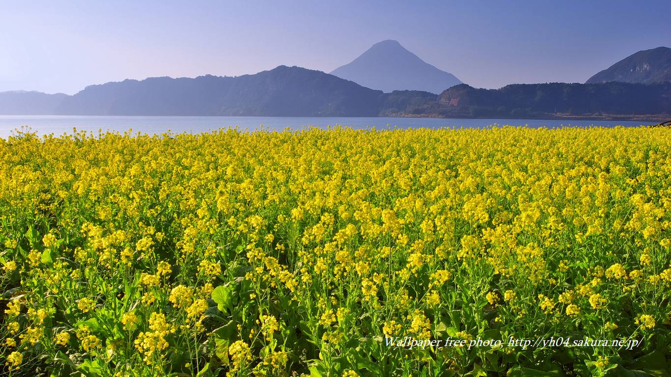 池田湖に咲く菜の花と薩摩富士（開聞岳）をモチーフしました 「高画質＋高解像度(1366×768)」デスクトップ無料壁紙」