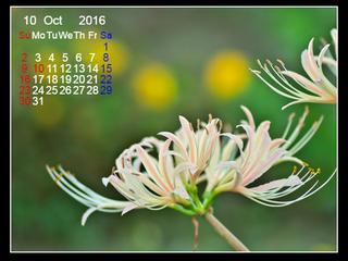 【白色彼岸花】2016年10月のカレンダー付き壁紙