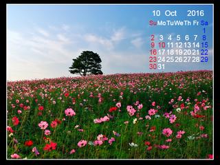 【高千穂牧場のコスモス】2016年10月のカレンダー付き壁紙